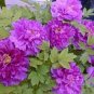 5 Pcs Rare 'Jin Pao Hong' Red Peony Tree Flower
