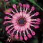 100 Pcs Rare Heirloom Flower 'Power Spider' Purple Chrysanthemum