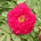 5 Pcs Heirloom 'Ni Hong Huan Cai' Red Golden Rare Peony Plant Flower 5 Pcs Heirloom 'Ni Hong Huan Cai' Red Golden Rare Peony Plant Flower