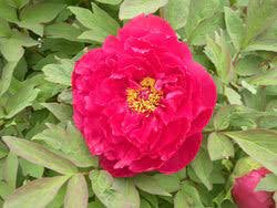5 Pcs Heirloom 'Ni Hong Huan Cai' Red Golden Rare Peony Plant Flower