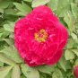 5 Pcs Heirloom 'Ni Hong Huan Cai' Red Golden Rare Peony Plant Flower