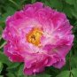 5 Pcs Heirloom 'Ni Hong Huan Cai' Red Golden Rare Peony Plant Flower