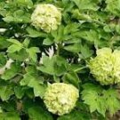 5 Pcs Rare 'Dou Lv' Green Peony Tree Flower Seeds