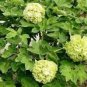 5 Pcs Rare 'Dou Lv' Green Peony Tree Flower Seeds