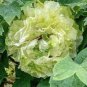 5 Pcs Rare 'Dou Lv' Green Peony Tree Flower Seeds