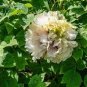 5 Pcs Rare 'Dou Lv' Green Peony Tree Flower Seeds