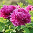 5 Pcs Heirloom 'Shou An Hong' Red Chinese Peony Seedling Flower 5 Pcs Heirloom 'Shou An Hong' Red Chinese Peony Seedling Flower