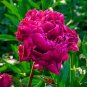 5 Pcs Heirloom 'Shou An Hong' Red Chinese Peony Seedling Flower