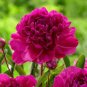 5 Pcs Heirloom 'Shou An Hong' Red Chinese Peony Seedling Flower