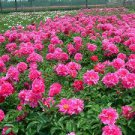 5 Pcs Rare 'Hong Lou Fei Cui' Red Peony Seedling Flower Seeds 5 Pcs Rare 'Hong Lou Fei Cui' Red Peony Seedling Flower Seeds