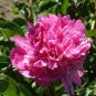 5 Pcs Rare 'Hong Lou Fei Cui' Red Peony Seedling Flower Seeds