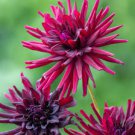 20 Pcs Heirloom 'Nuit d'Ete' Dark Red Dahlia Perennial Flower 20 Pcs Heirloom 'Nuit d'Ete' Dark Red Dahlia Perennial Flower
