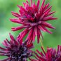 20 Pcs Heirloom 'Nuit d'Ete' Dark Red Dahlia Perennial Flower
