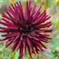 20 Pcs Heirloom 'Nuit d'Ete' Dark Red Dahlia Perennial Flower