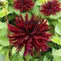 20 Pcs Heirloom 'Nuit d'Ete' Dark Red Dahlia Perennial Flower