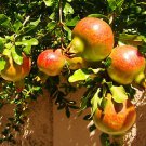 20 Pcs Rare Sochi Dwarf Light Red Yellow Sweet Pomegranate Shrub Fruit 20 Pcs Rare Sochi Dwarf Light Red Yellow Sweet Pomegranate Shrub Fruit