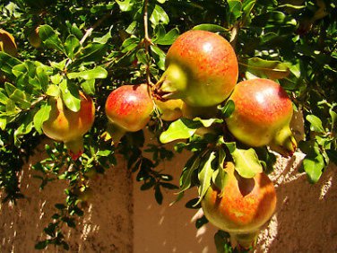 20 Pcs Rare Sochi Dwarf Light Red Yellow Sweet Pomegranate Shrub Fruit
