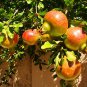 20 Pcs Rare Sochi Dwarf Light Red Yellow Sweet Pomegranate Shrub Fruit