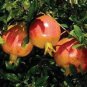 20 Pcs Rare Sochi Dwarf Light Red Yellow Sweet Pomegranate Shrub Fruit