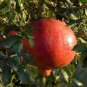 20 Pcs Rare Sochi Dwarf Light Red Yellow Sweet Pomegranate Shrub Fruit