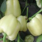 8 Pcs Sweet White Bell Pepper Seeds 8 Pcs Sweet White Bell Pepper Seeds