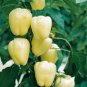 8 Pcs Sweet White Bell Pepper Seeds