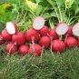 150 Pcs Heirloom Red Cherry Radish Vegetable Seeds