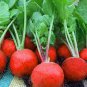 150 Pcs Heirloom Red Cherry Radish Vegetable Seeds