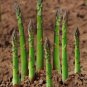 20 Pcs Organic Green Asparagus Vegetables Seeds