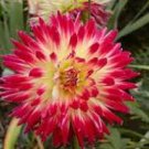 20 Pcs Rare 'Tahiti Sunrise' Red Yellow Dahlia Flower