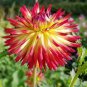 20 Pcs Rare 'Tahiti Sunrise' Red Yellow Dahlia Flower