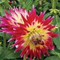 20 Pcs Rare 'Tahiti Sunrise' Red Yellow Dahlia Flower