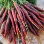 30 Pcs Heirloom Purple Carrot Vegetable Seeds
