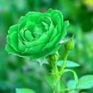 50 Pcs Rare Dark Green Light Green Rose Plant Flower Seeds