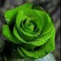 50 Pcs Rare Dark Green Light Green Rose Plant Flower Seeds