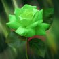 50 Pcs Rare Dark Green Light Green Rose Plant Flower Seeds