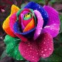 50 Pcs the Rarest 'Rain Rainbow' Colorful Rose Seedling Flower
