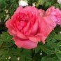 5 Pcs Rare 'Cao Zhou Hong' Fresh Red Peony Tree Flower Seeds