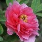 5 Pcs Rare 'Cao Zhou Hong' Fresh Red Peony Tree Flower Seeds