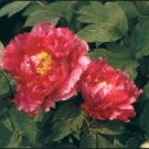 5 Pcs Heirloom 'Hong Yu Lou' Red Peony Shrub Flower Seeds 5 Pcs Heirloom 'Hong Yu Lou' Red Peony Shrub Flower Seeds