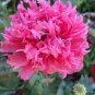 5 Pcs Heirloom 'Hong Yu Lou' Red Peony Shrub Flower Seeds
