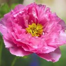 5 Pcs Rare 'Yin Hong Qiao Dui' Pink Red Peony Tree Shrub Flower Seeds 5 Pcs Rare 'Yin Hong Qiao Dui' Pink Red Peony Tree Shrub Flower Seeds