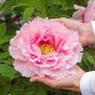 5 Pcs Rare 'Yin Hong Qiao Dui' Pink Red Peony Tree Shrub Flower Seeds