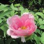 5 Pcs Rare 'Yin Hong Qiao Dui' Pink Red Peony Tree Shrub Flower Seeds