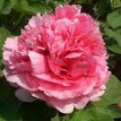 5 Pcs Heirloom 'Lu He Hong' Light Red Peony Plant Flower Seeds 5 Pcs Heirloom 'Lu He Hong' Light Red Peony Plant Flower Seeds