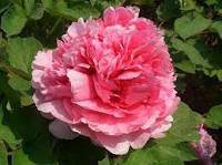 5 Pcs Heirloom 'Lu He Hong' Light Red Peony Plant Flower Seeds