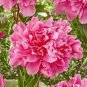 5 Pcs Heirloom 'Lu He Hong' Light Red Peony Plant Flower Seeds