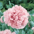 5 Pcs Heirloom 'Hong Hui' Red Peony Shrub Perennial Flower Seeds 5 Pcs Heirloom 'Hong Hui' Red Peony Shrub Perennial Flower Seeds