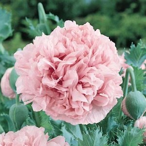 5 Pcs Heirloom 'Hong Hui' Red Peony Shrub Perennial Flower Seeds