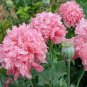 5 Pcs Heirloom 'Hong Hui' Red Peony Shrub Perennial Flower Seeds